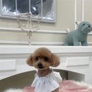 꼼꼼 애견미용실 이미지