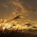 바람의노래 이미지