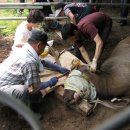 합동농장 이미지