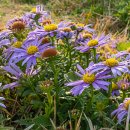 제주하도 이미지