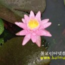 연화 이미지
