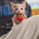 도곡동행동물병원 | 도곡동고양이분양 고민 끝내세요 완벽한 가족을 만나는 여정