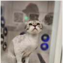 고양이 미용 미오 이미지