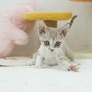 라온캣 대구고양이분양 낭만펫 강아지분양 대구점 | 귀여운 고양이와의 만남, 대구 라온캣 대구점 후기