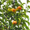 연길농장 이미지