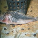 디스커스코리아 이미지