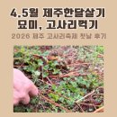 태풍센터근처 | 제주 한달살이 숙소 추천 일정·4월 5월 고사리 꺾기 체험, 꼭 해보시길 — 2026 고사리 축제 후기