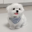 퍼피스 | 🤞🏼귀여움으로 세상을 구하자! 강아지 케이프, 포 퍼피스 포피빕