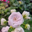 왕실농장 이미지