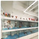 퍼피슈가 이미지