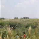 대통령공원 진돗개 이미지