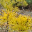 황금수퍼 이미지