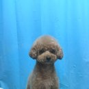 엉클장동물병원 이미지