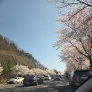 구평제일교회 화장실 | 대전 벚꽃 명소 테미공원 실시간 현황 후기 화장실 주차 숨은 벚꽃길 추천
