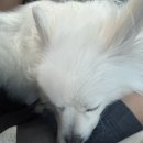 피개행개 이미지