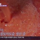 간절곶토마토협동조합 | 6시 내고향 찰토마토즙 어디? 간절곶 찰토마토 구매 문의처, 울주 서생면 마을기업 정리