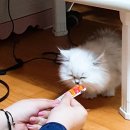 한시옆골 이미지