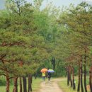 한자로의 산책 이미지