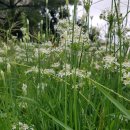 풀잎농장 이미지