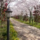 장꽁(카멜리아) 이미지