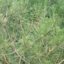 소나무 PC 이미지