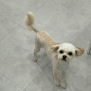 내동애견 이미지