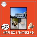 아쇼카 펜션 | 애견 동반 아쇼카 펜션ㅣA동 301호 강원도 여행 내돈내산 솔직한 후기