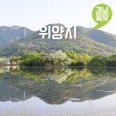 양지교통(주) | 밀양 위양지 이팝나무 개화시기 완재정 주차장 5월 밀양 갈만한곳