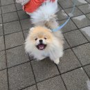 그루밍 버블리 이미지