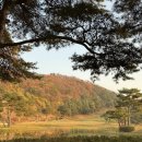 센추리21컨트리클럽 | 🏌️‍♀️설렘가득 첫 필드🏌️‍♀️원주 센추리cc 소개, 엄돈엄산 후기_1탄