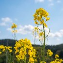 거제-사등-사등-비상-04 | 거제 청포항 유채꽃 명소 후기 주차하기 좋은 장소와 봄꽃 위치 정리