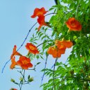 부천중앙공원 이미지