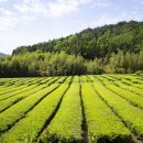 ㈜다도락 이미지