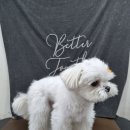 위위그루밍 이미지