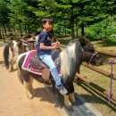 산림놀이 이미지