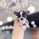 해피애견타운 강아지고양이 포항점&현살롱드펫(북구) | 포항강아지분양 행복한 첫 걸음