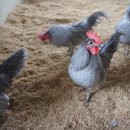 게임잉글리쉬 이미지