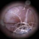 와이즈 동물병원 이미지