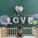 댕댕이뽀샵 이미지