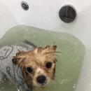 향동애견미용 이미지