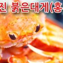 [마감] 홍게제철!! 울진 후포항 붉은대게 (홍게)정치수 정품 이미지