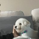 smile애견미용 | 동탄 비숑 미용 추천 스마일댕 애견유치원 미용