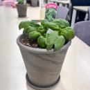 외국인복지센터 | 용인시외국인복지센터 텃밭화분 바질허브키우는 법 강의후기