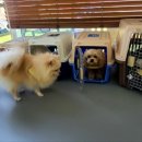 행복켄넬 이미지