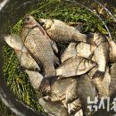 청미천 5 이미지