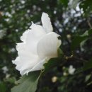 새한농장 이미지