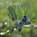 태봉산블루베리