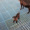 순창금산흑염소농장 이미지