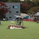 별빛 애견호텔 이미지