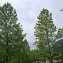 충북 괴산 숙소 / 성불산 자연휴양림 &amp; 괴산사랑상품권 30% 환급 / 자연휴양림 성수기 추첨(16일까지)